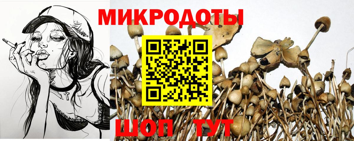 Псилоцибиновые грибы Psilocybine cubensis Новороссийск